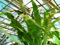 Microsorum pappei