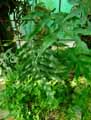 Microsorum pappei