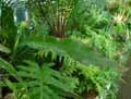 Polypodiaceae-Microsorum-pappei-Microsorum.jpg