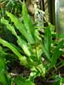 Microsorum punctatum