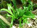 Microsorum punctatum Grandiceps