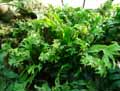 Polypodiaceae-Microsorum-punctatum-Grandiceps-Microsorum.jpg