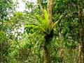 Polypodiaceae-Microsorum-punctatum-Strap-fern.jpg