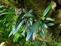 Polypodiaceae-Microsorum-steerei-Microsorum.jpg