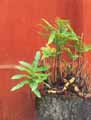 Phlebodium aureum