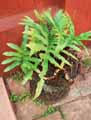 Phlebodium aureum