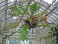 Phlebodium aureum
