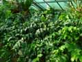 Phlebodium aureum Areolatum