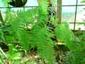 Polypodium formosanum