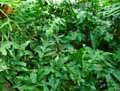 Polypodium lycopodioides