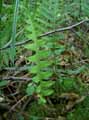Polypodium vulgare