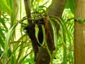 Pyrrosia longifolia