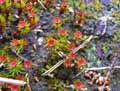 Polytrichum juniperinum