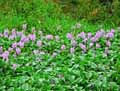 Eichhornia crassipes