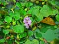 Eichhornia crassipes
