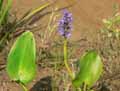 Pontederiaceae-Pontederia-Cordata-Pontederie-a-feuilles-en-coeur.jpg