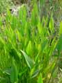Pontederia lanceolata