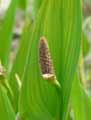 Pontederia lanceolata