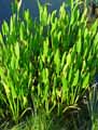 Pontederiaceae-Pontederia-lanceolata-Pontederie-a-feuilles-lanceolees.jpg