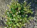 Montia sibirica, Claytonia sibirica