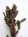 Potamogeton crispus