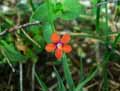 Anagallis arvensis