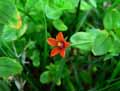Anagallis arvensis