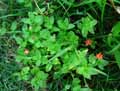 Anagallis arvensis