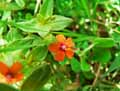 Anagallis arvensis