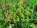 Primulaceae-Anagallis-arvensis-Mouron-des-champs-Morgeline-d-ete-Miroir-du-temps-Menuchon.jpg
