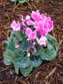 Primulaceae-Cyclamen-persicum-Cyclamen-de-Perse.jpg