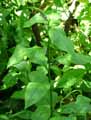 Primulaceae-Lysimachia-Clethroides-Lysimaque-de-Chine-Lysimaque-japonaise-Lysimaque-a-feuilles-de-Clethra.jpg