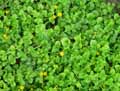 Primulaceae-Lysimachia-nummularia-Lysimaque-nummulaire-Lysimaque-rampante-Herbe-aux-ecus.jpg