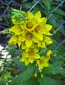 Lysimachia punctata