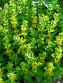 Lysimachia punctata