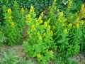 Lysimachia punctata