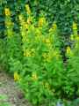 Lysimachia punctata