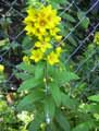 Primulaceae-Lysimachia-punctata-Lysimaque-ponctuee.jpg