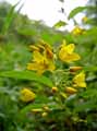 Primulaceae-Lysimachia-vulgaris-Lysimaque-commune-Chasse-bosse-Herbe-aux-corneilles-Souci-d-eau-Chasse-querelle.jpg