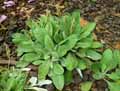 Primulaceae-Primula-frondosa-Primevere.jpg