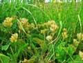 Primula officinale, Primula veris