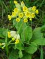 Primula officinale, Primula veris