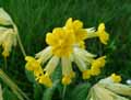 Primula officinale, Primula veris
