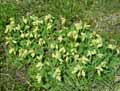 Primula officinale, Primula veris