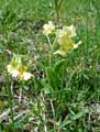 Primula officinale, Primula veris