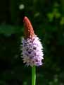 Primula vialii