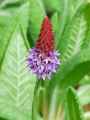 Primula vialii