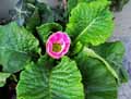 Primulaceae-Primula-vulgaris-Primula-acaulis-Primevere-acaule-Primevere-commune-Primevere-sans-tige.jpg