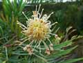 Grevillea banksii
