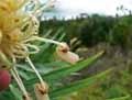 Grevillea banksii
